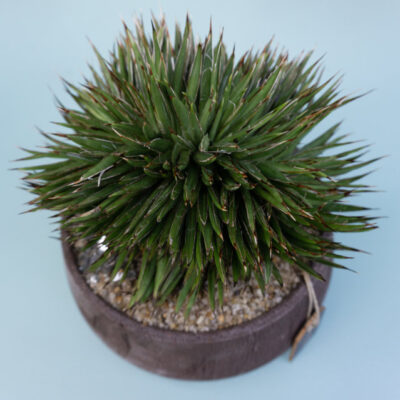Agave filifera Crestata Choco Manera