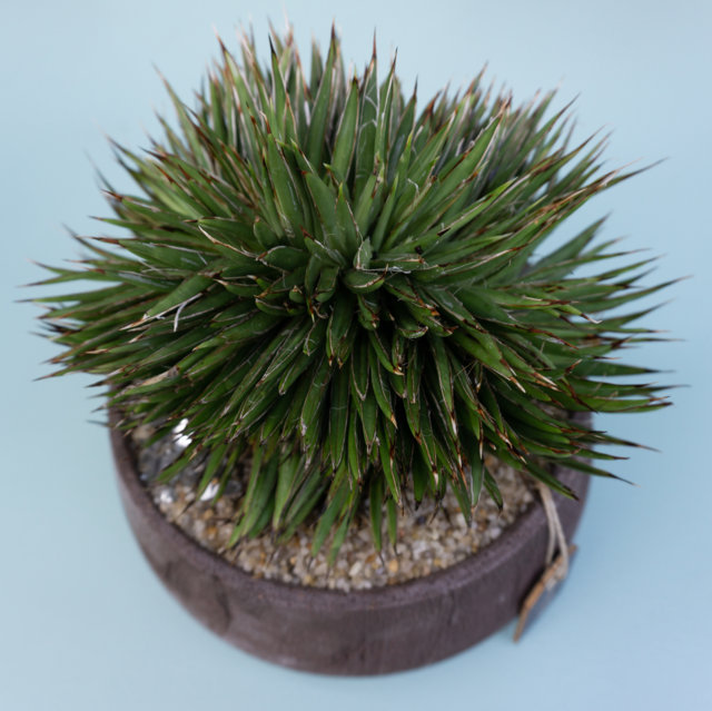 Agave filifera Crestata Choco Manera