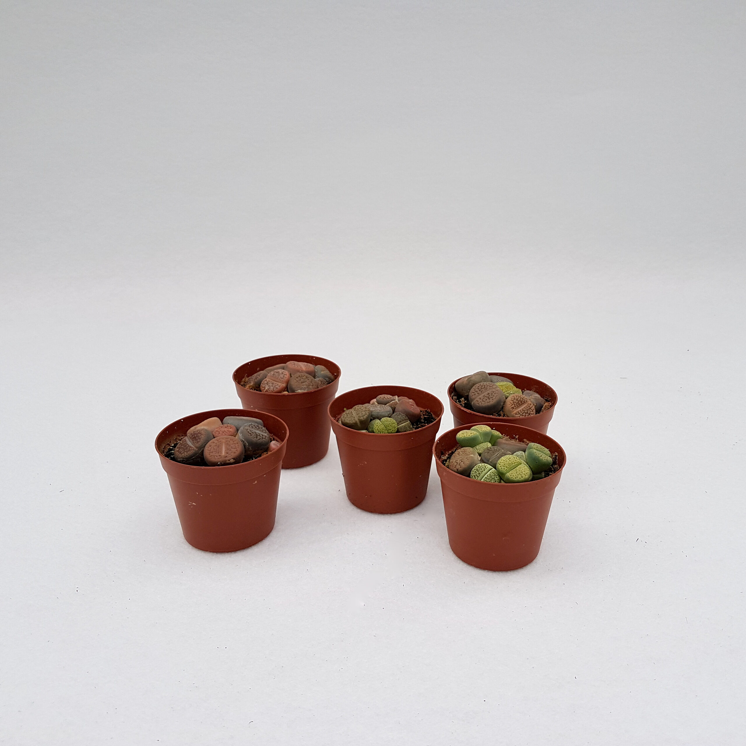 Assortimento 5 Lithops sp. Ø 7,5 cm