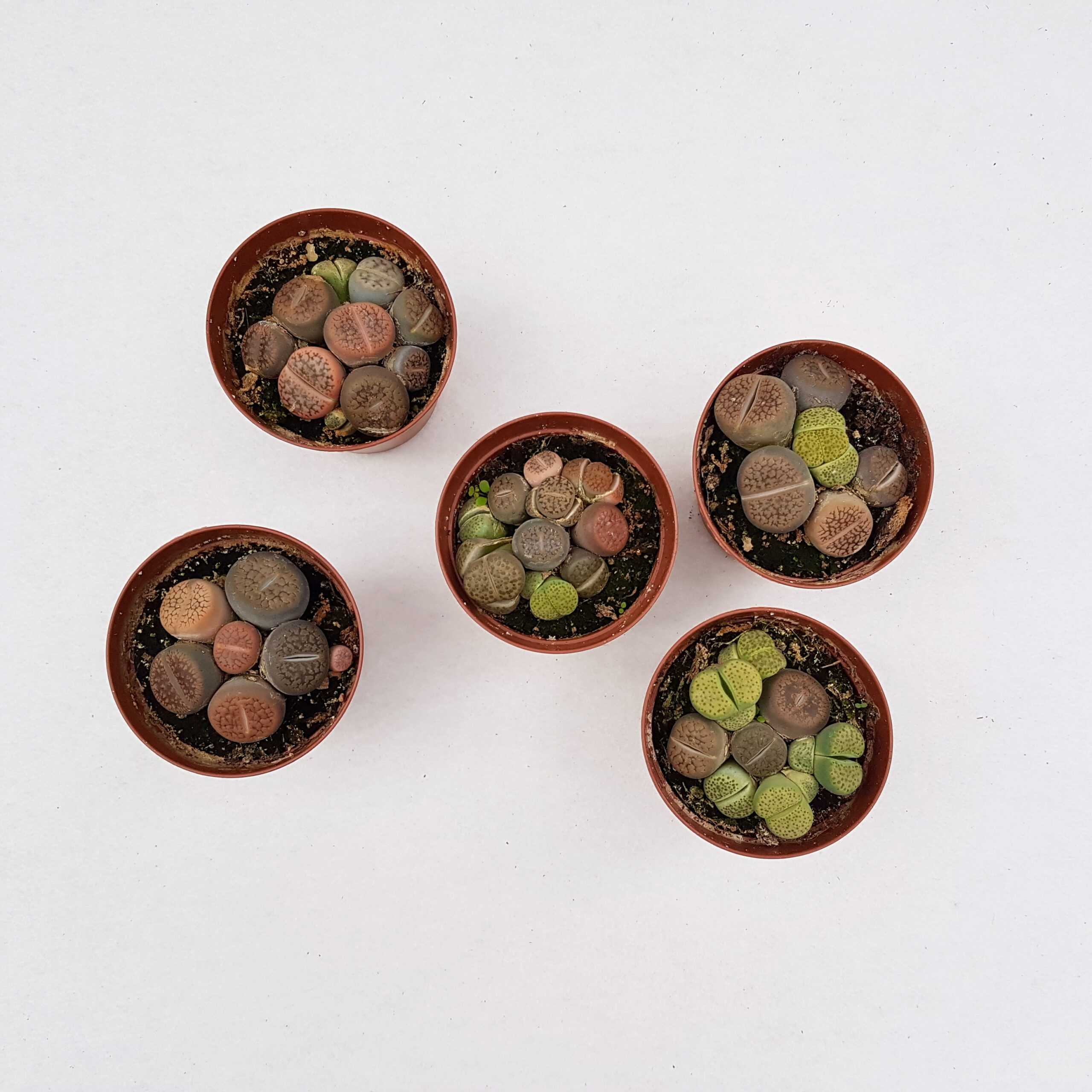 Collezione 5 Lithops sp. vaso 7,5