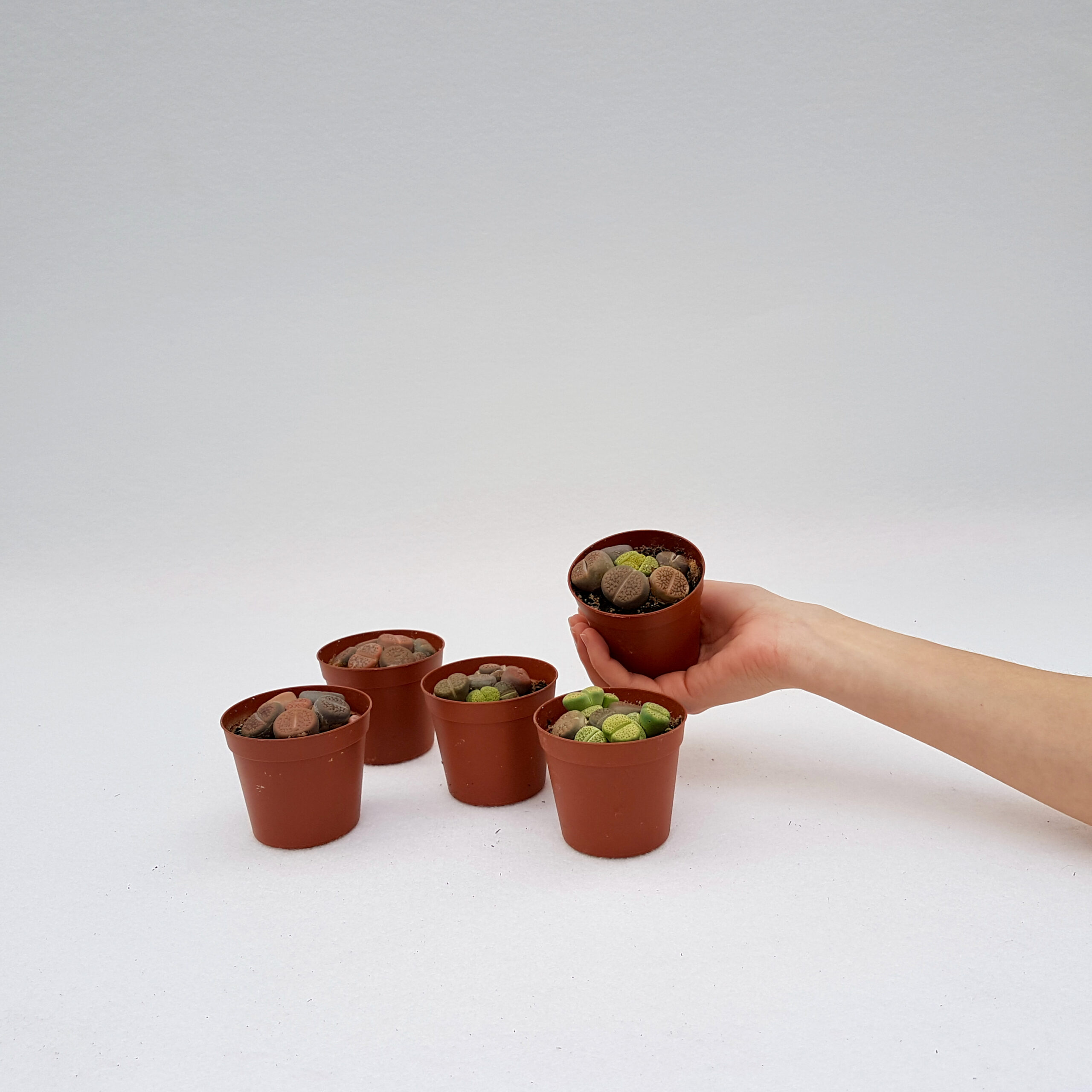 Collezione 5 Lithops sp. vaso 7,5