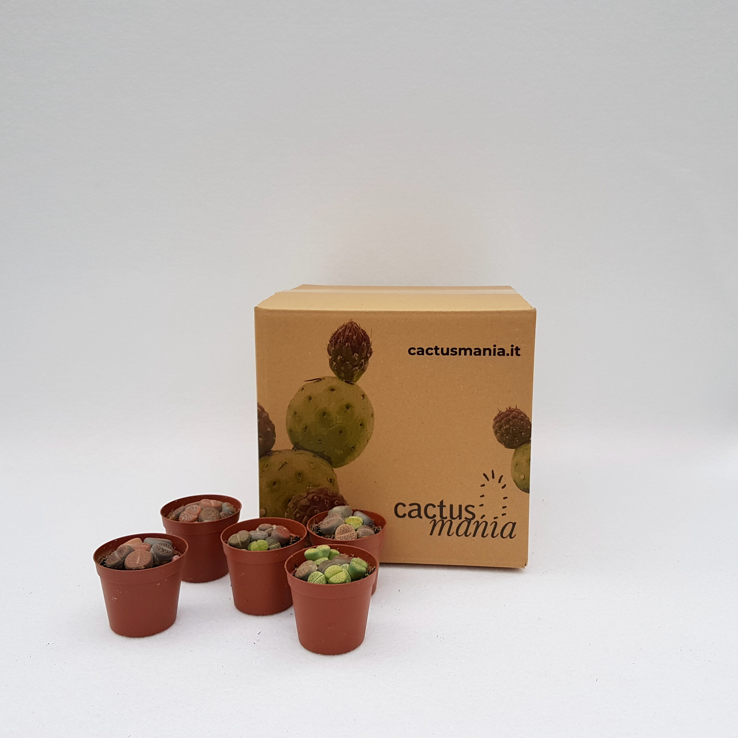 Collezione 5 Lithops sp. vaso 7,5