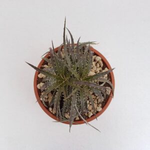Dyckia hybrid goehringii vaso Ø 25