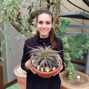 Dyckia hybrid goehringii vaso Ø 25