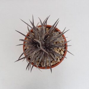 Dyckia hybrid hebdingii vaso Ø 25