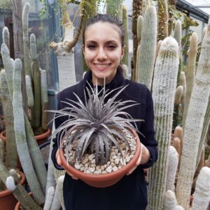 Dyckia hybrid hebdingii vaso Ø 25
