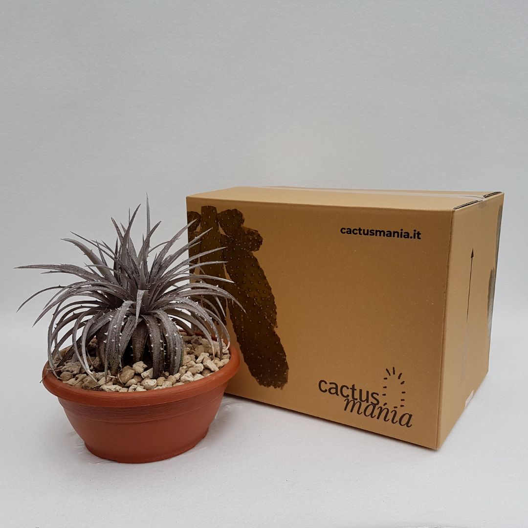 Dyckia hybrid hebdingii vaso Ø 25