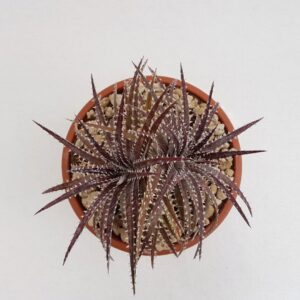 Dyckia hybrid brittle star vaso Ø 25