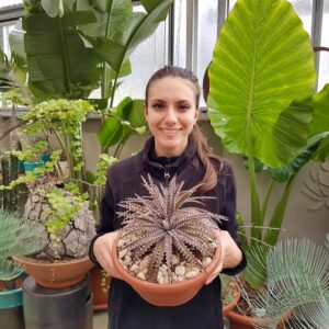 Dyckia hybrid brittle star vaso Ø 25