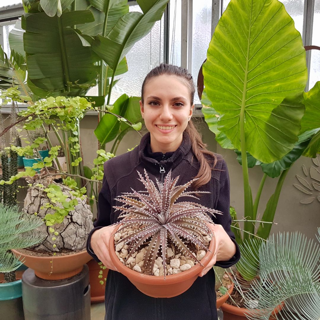 Dyckia hybrid brittle star vaso Ø 25