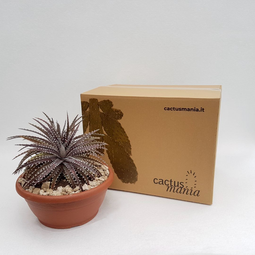 Dyckia hybrid brittle star vaso Ø 25