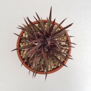 Dyckia hybrid cabernet vaso Ø 25