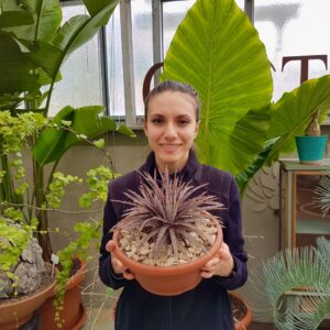 Dyckia hybrid cabernet vaso Ø 25