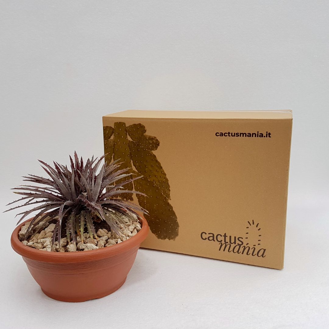 Dyckia hybrid cabernet vaso Ø 25