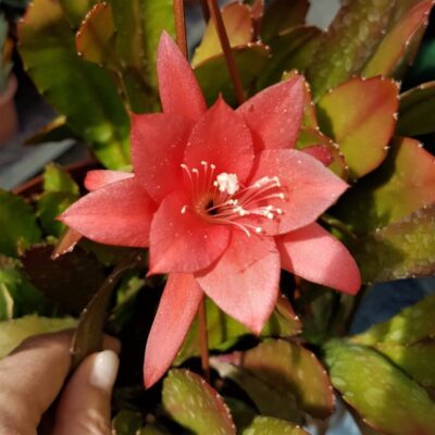 Epiphyllum hybrid