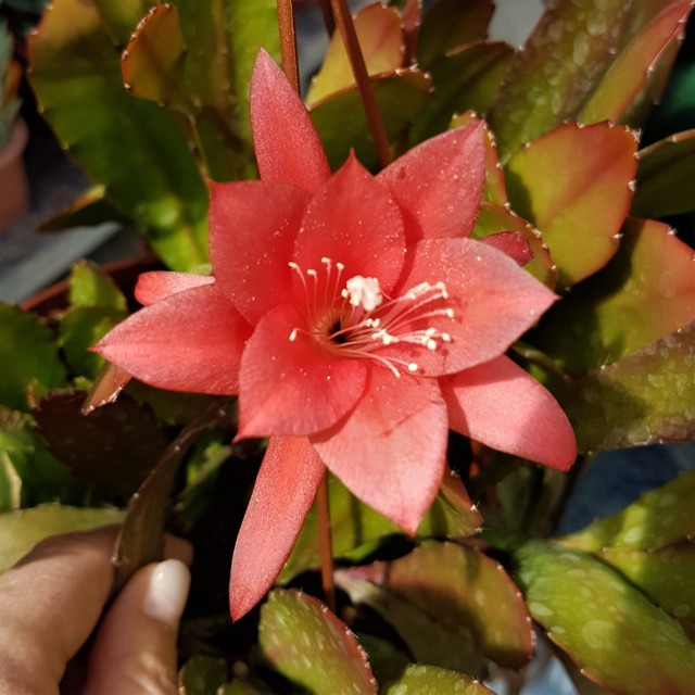 Epiphyllum hybrid