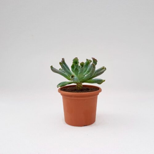 Echeveria culibra vaso 18