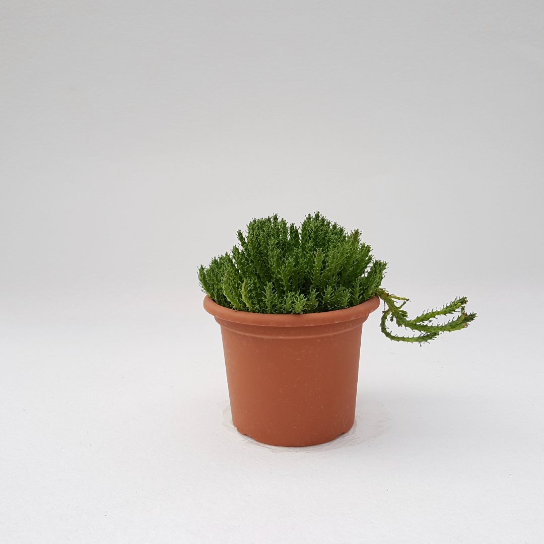 Euphorbia gorgonis vaso 18