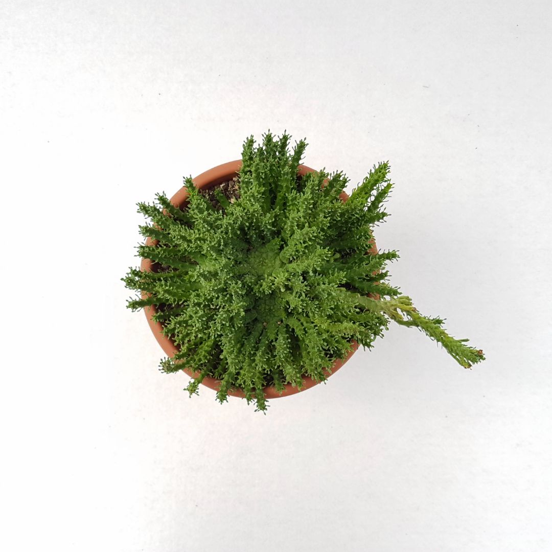 Euphorbia gorgonis vaso 18