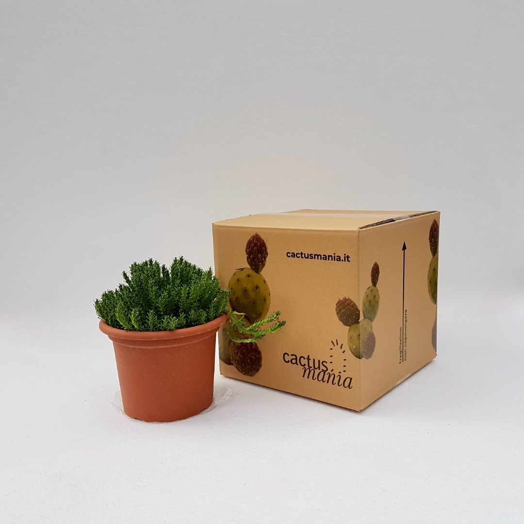 Euphorbia gorgonis vaso 18