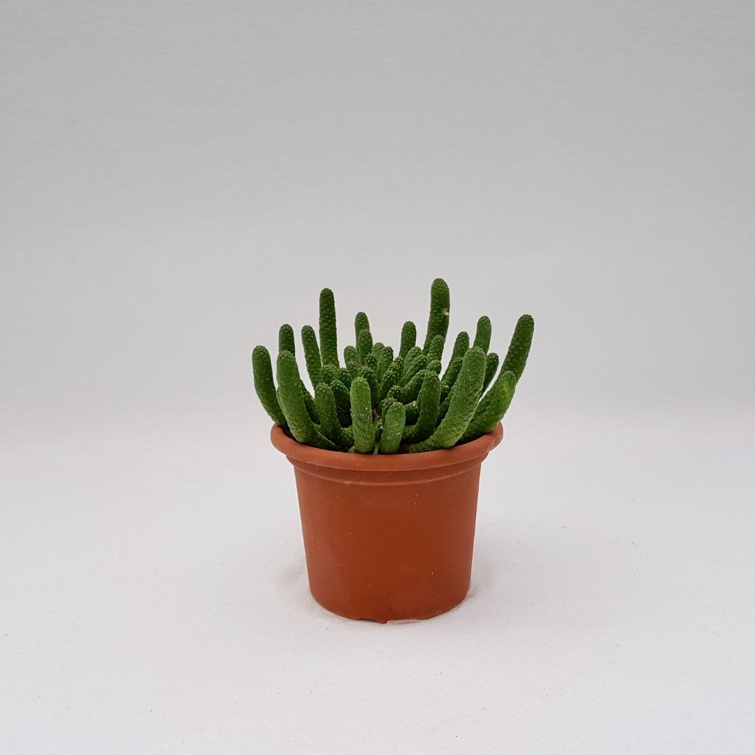 Euphorbia inermis vaso 18