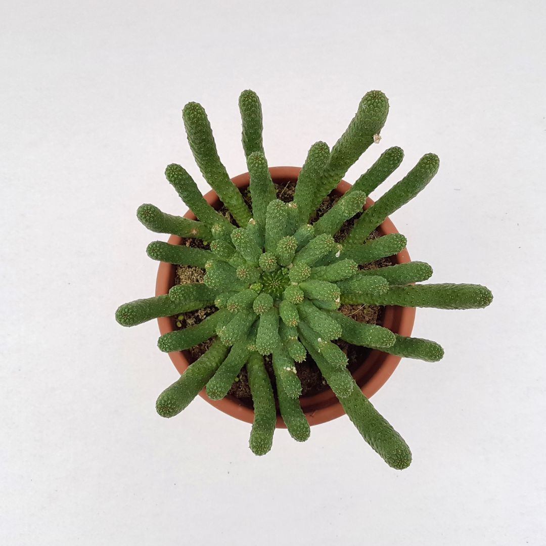 Euphorbia inermis vaso 18