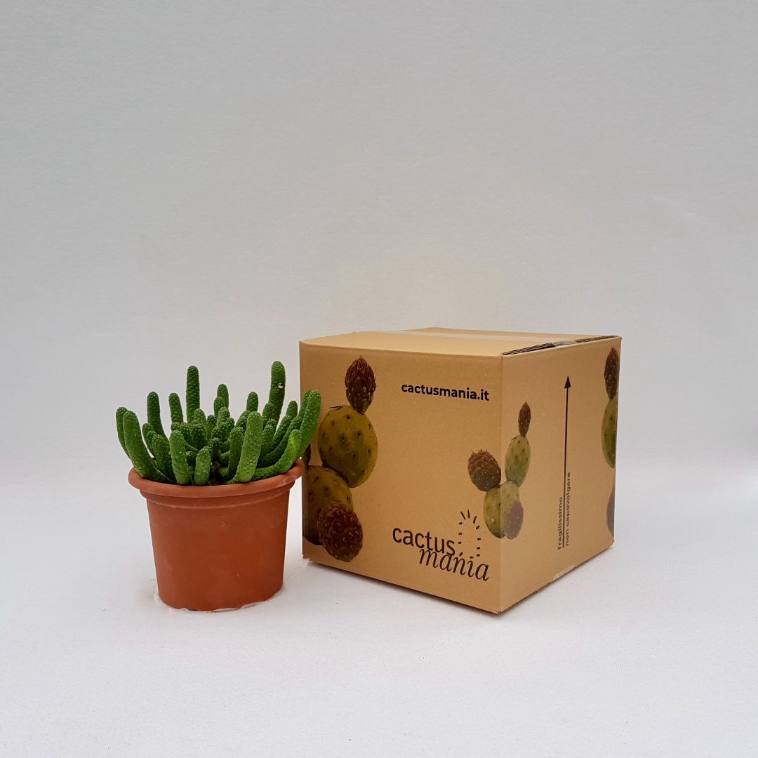 Euphorbia inermis vaso 18
