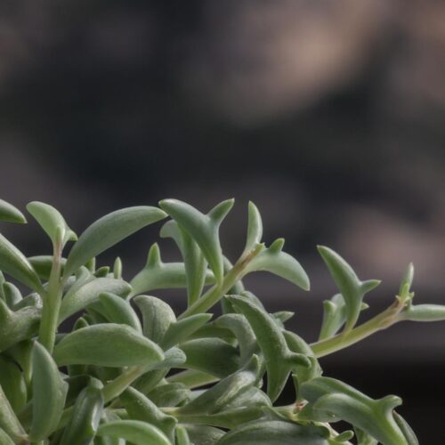 Senecio peregrinus Dolphins in vaso basket Ø 14