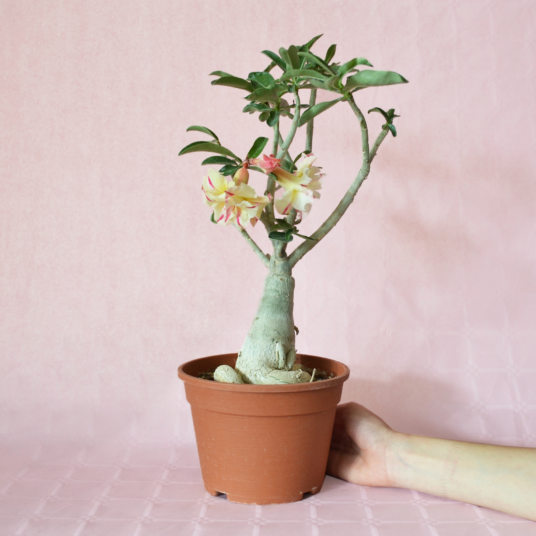 Adenium obesum ''A'' vaso Ø 16