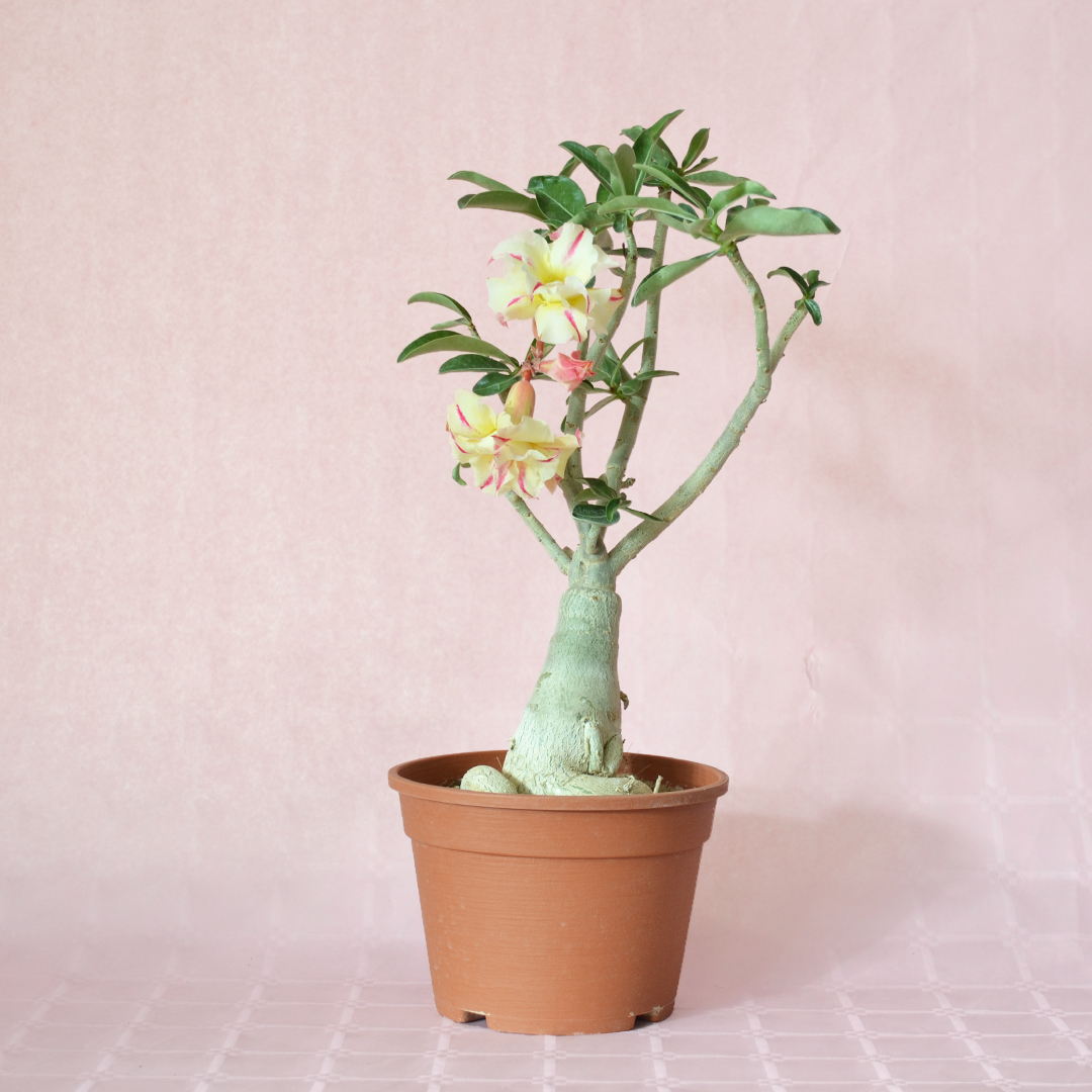 Adenium obesum ''A'' vaso Ø 16