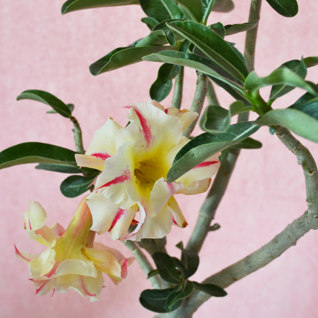 Adenium obesum ''A'' vaso Ø 16