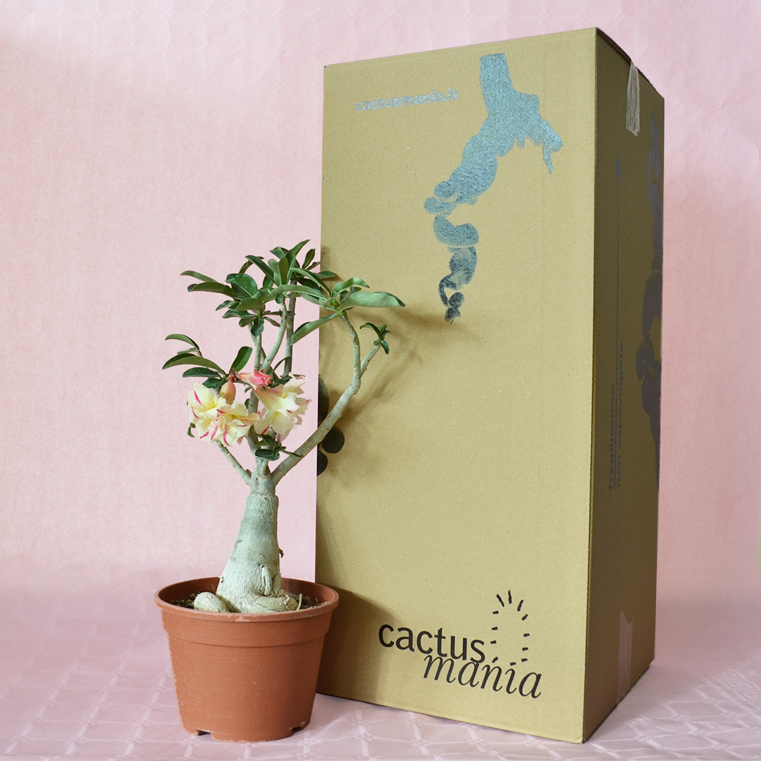 Adenium obesum ''A'' vaso Ø 16