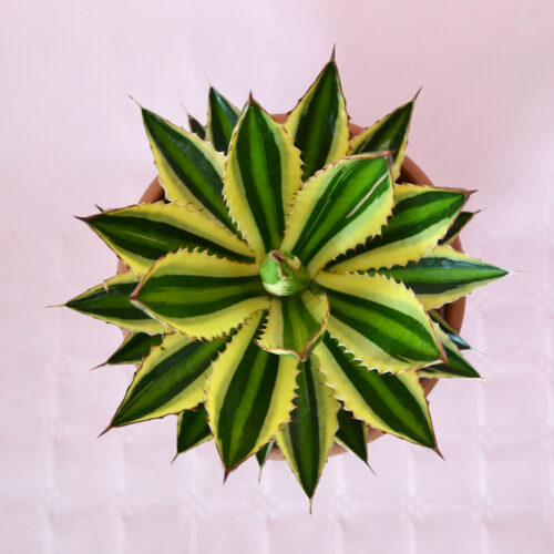 Agave lophantha variegata vaso 18