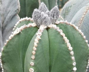 Cactaceae: famiglia composta da 3.000 specie e 120 generi