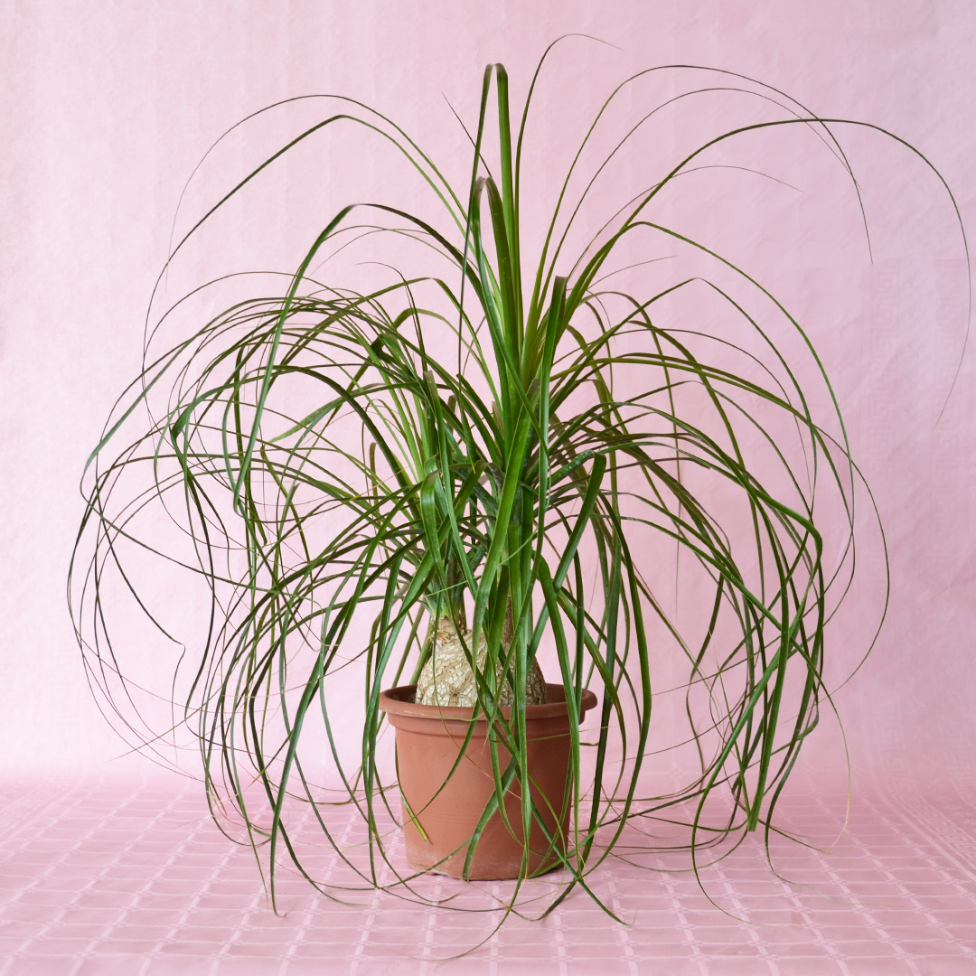 Beaucarnea recurvata vaso Ø 20