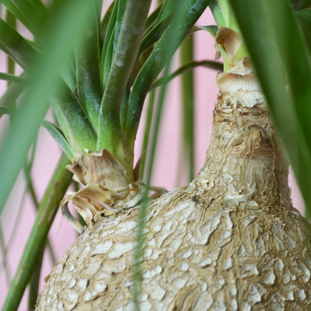 Beaucarnea recurvata vaso Ø 20