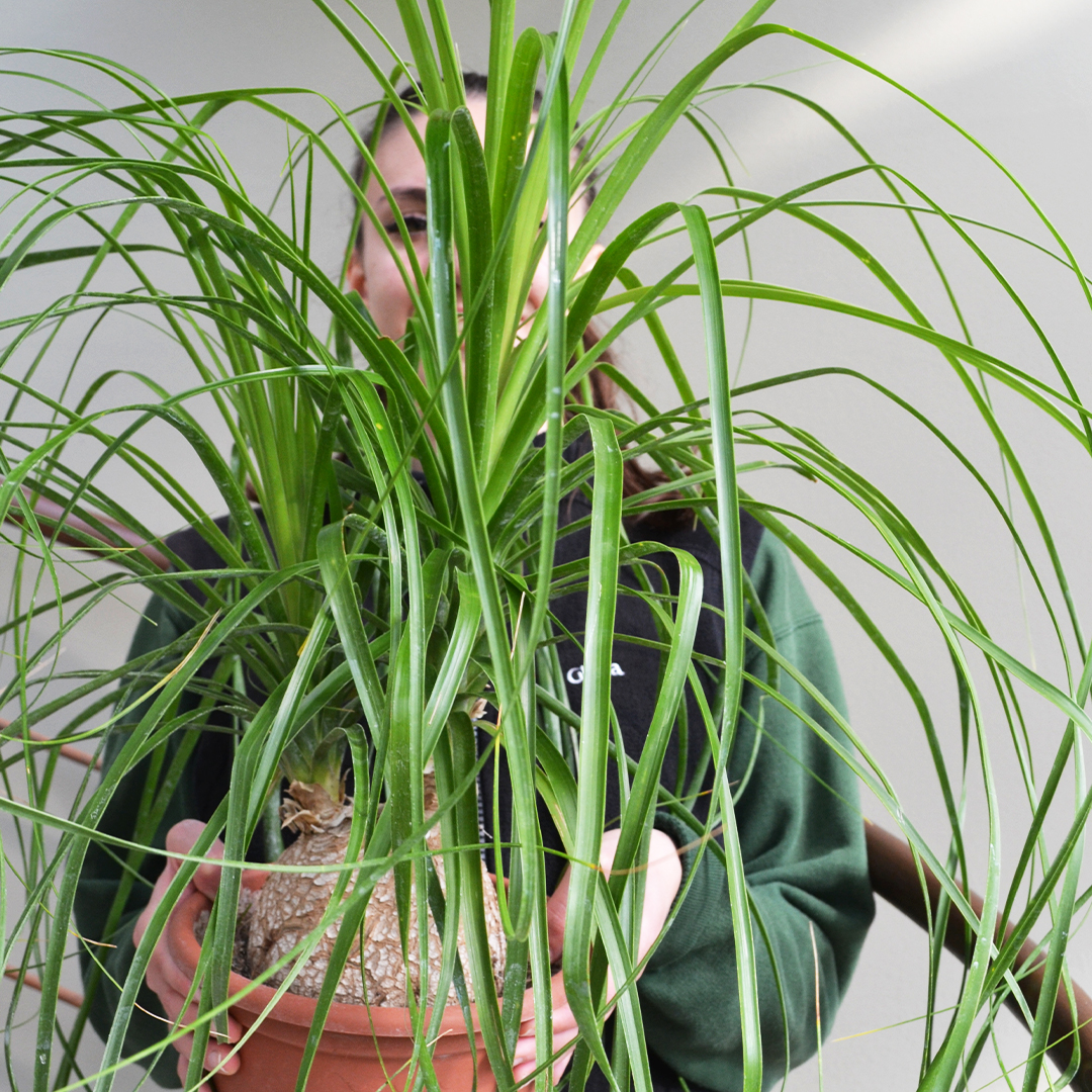 Beaucarnea recurvata vaso Ø 20