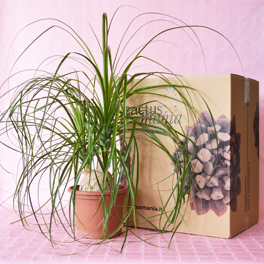 Beaucarnea recurvata vaso Ø 20
