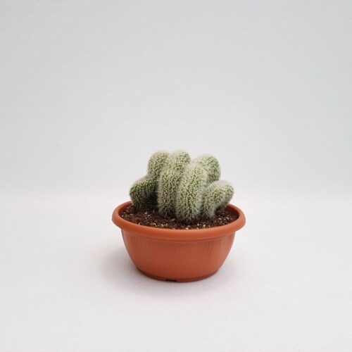 Cleistocactus strausii crestato vaso 20