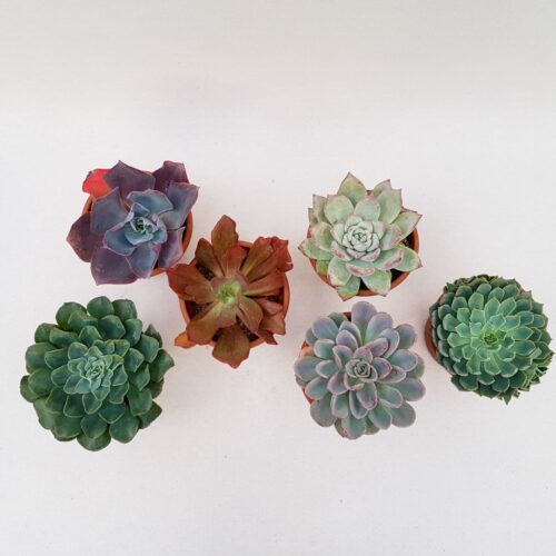 Set di 6 piante di Echeveria Ø 13 cm