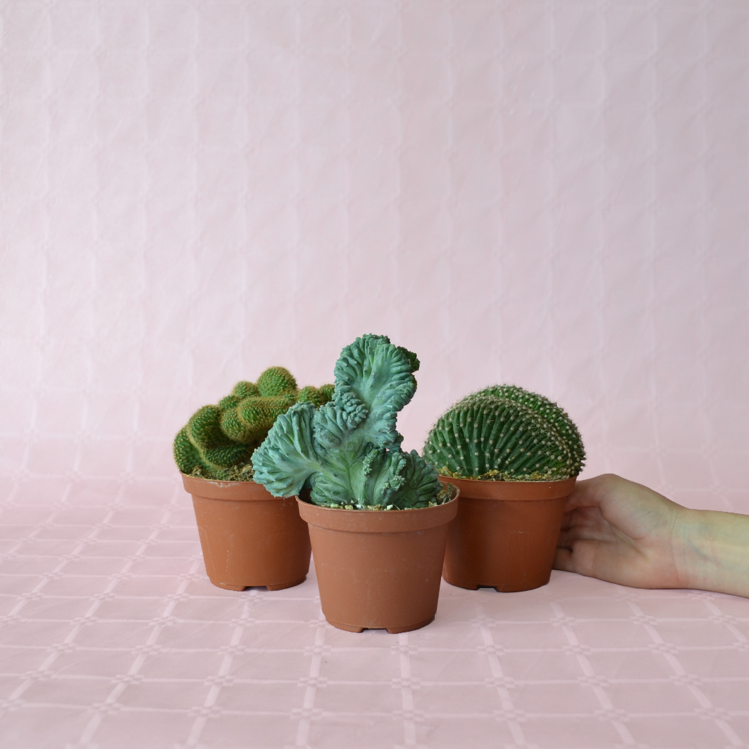 Collezione 3 crestate vaso Ø 10,5