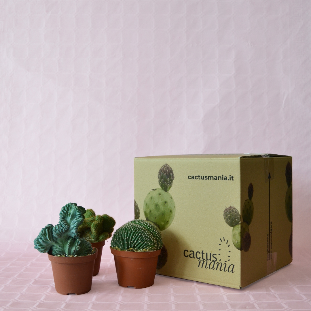 Collezione 3 crestate vaso Ø 10,5