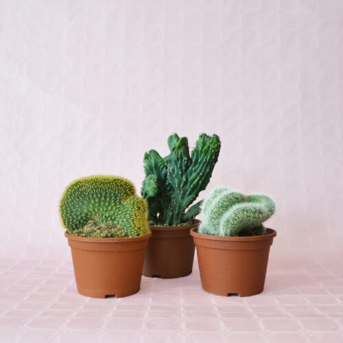 Collezione 3 piante crestate vaso Ø 14