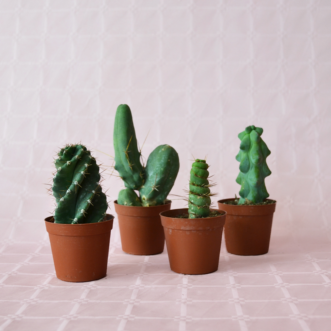 Set 4 Cactaceae Ø 7,5 cm