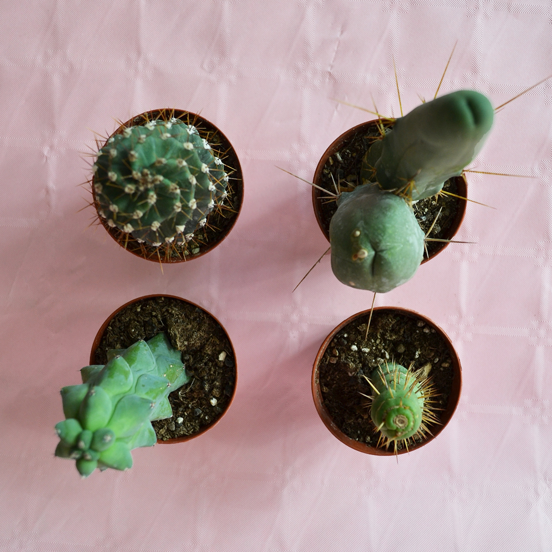 Set 4 Cactaceae Ø 7,5 cm - immagine 2