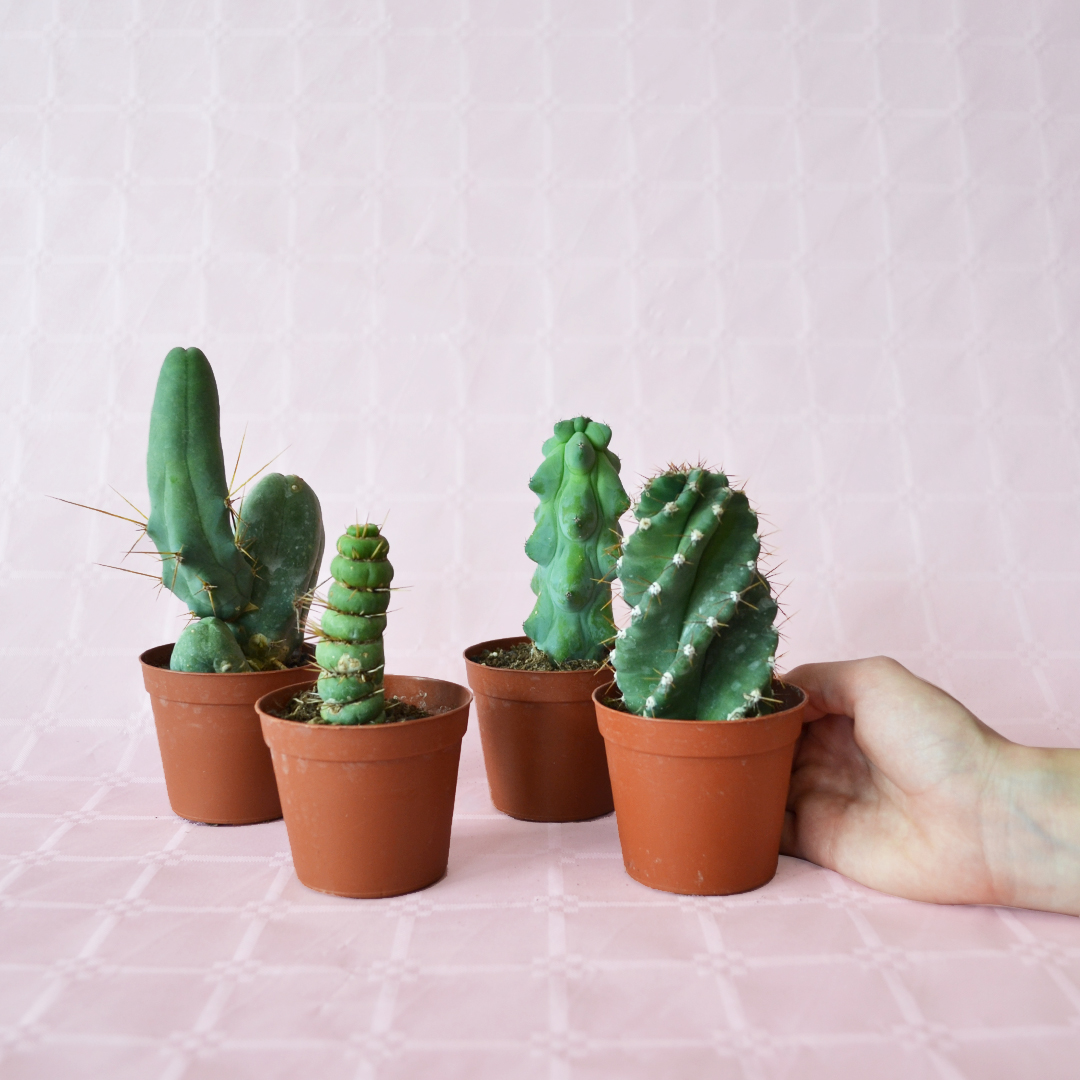 Set 4 Cactaceae Ø 7,5 cm - immagine 3
