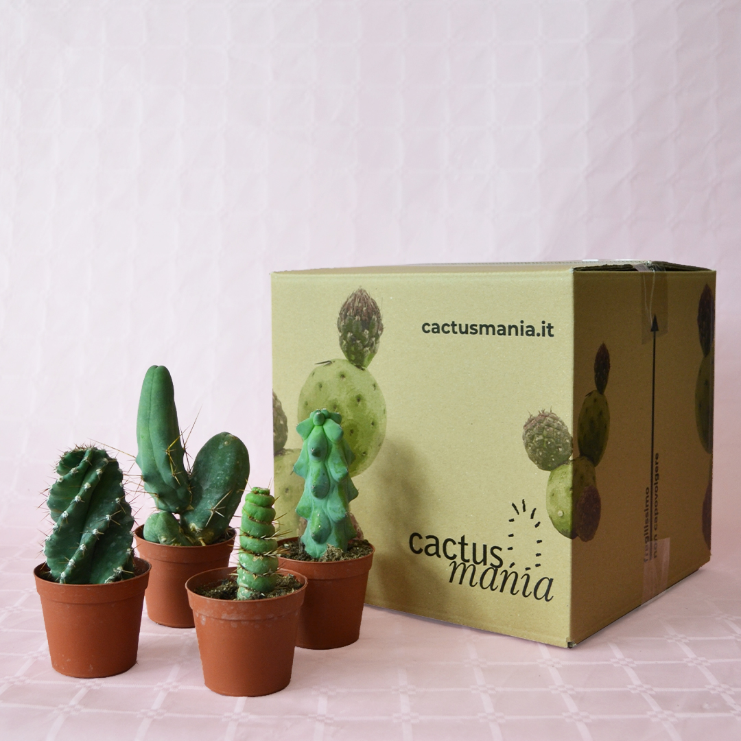 Set 4 Cactaceae Ø 7,5 cm - immagine 4