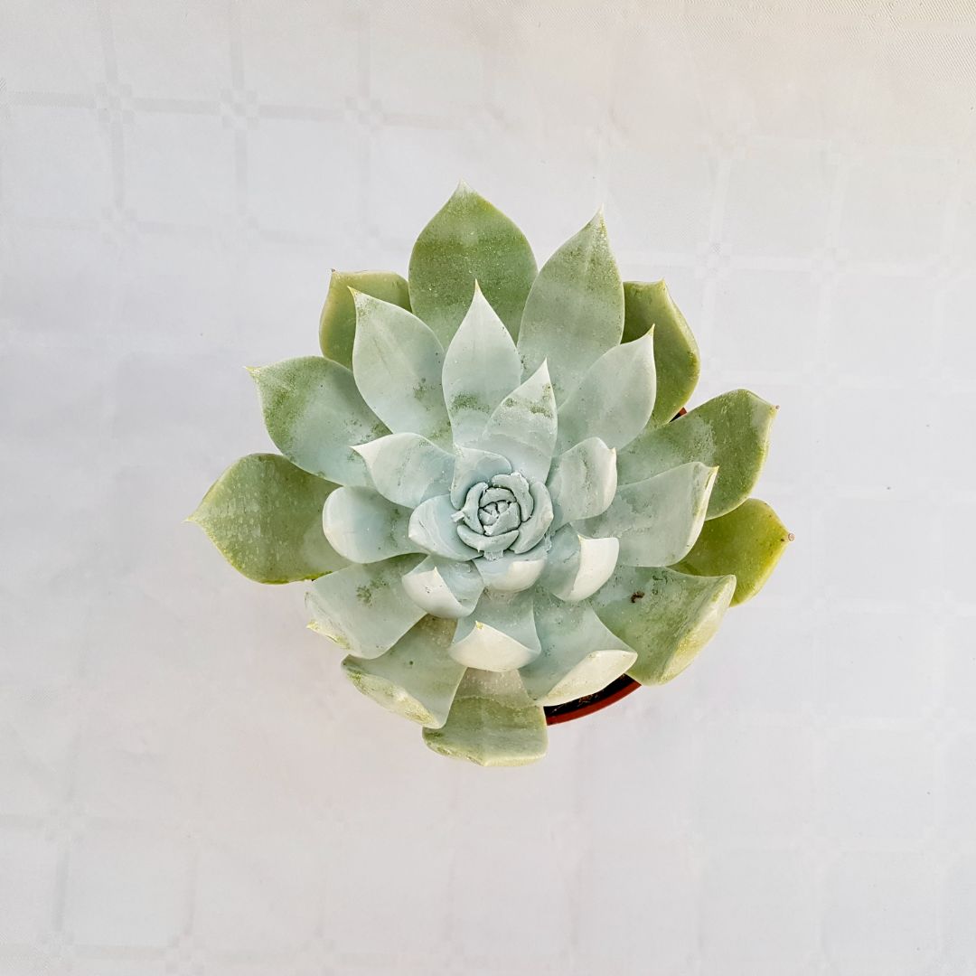 Dudleya farinosa vaso 13