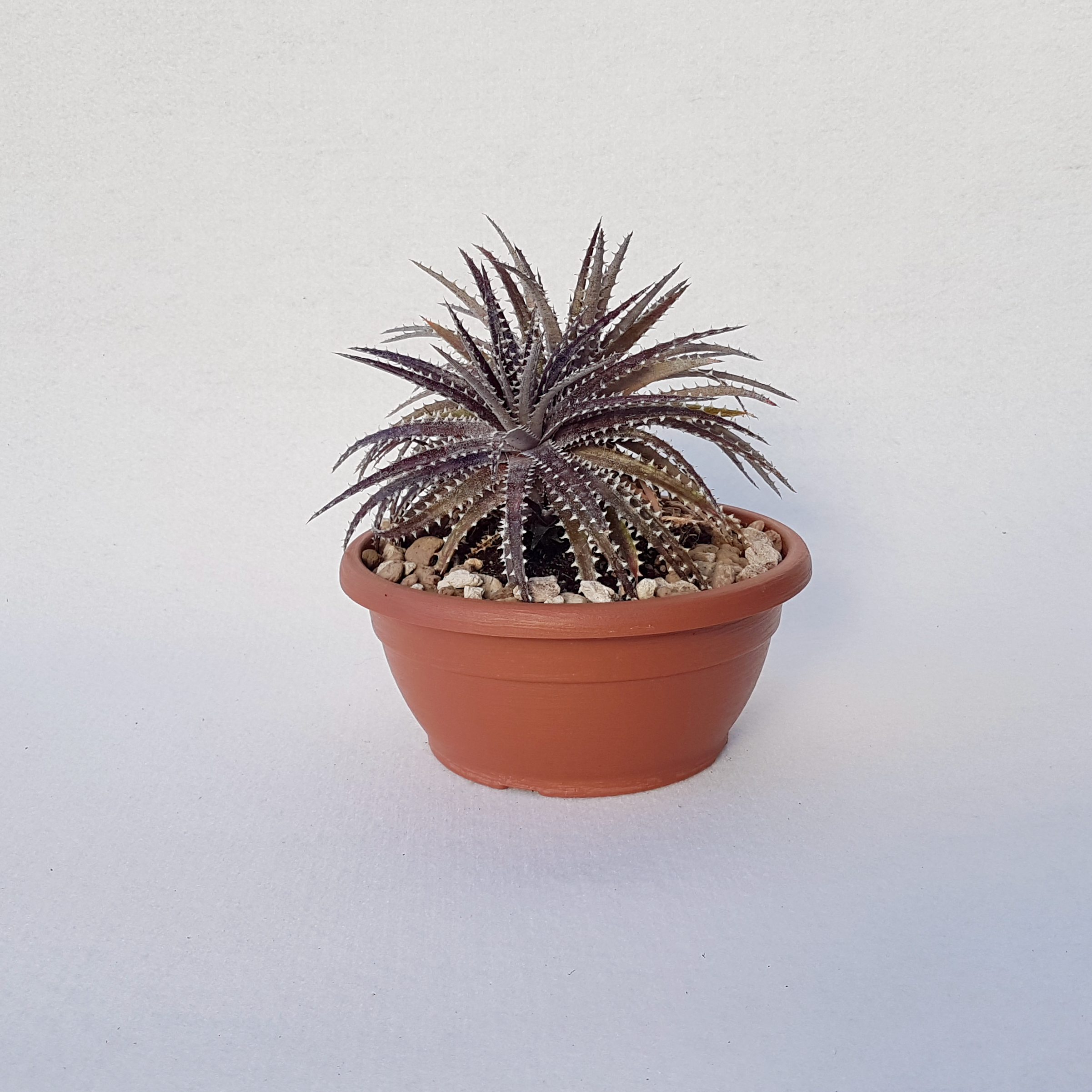 dyckia hybrid brittle star vaso 25