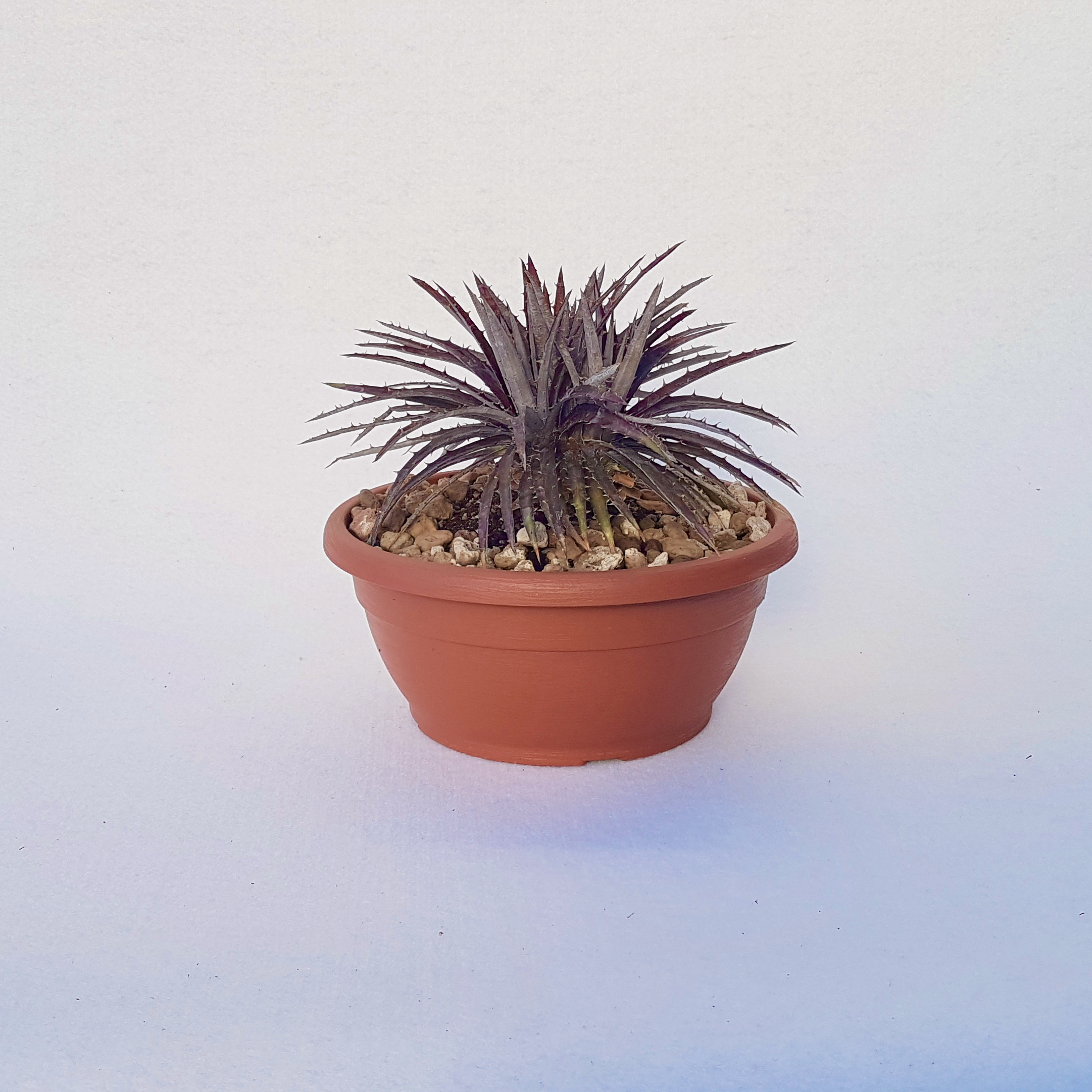 dyckia hybrid cabernet vaso 25